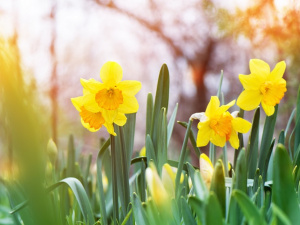 Останні вихідні місяця: якою буде погода 28 – 29 березня