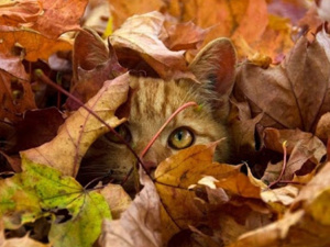 Останні вихідні осені 2025: якою буде погода 29 – 30 листопада