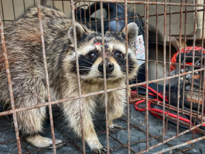 «Вона досі боїться людей»: як евакуйована з Добропілля єнотиха Дашка адаптується на екофермі Дніпропетровщини