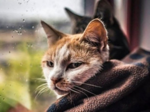 Як зігрітися вдома під час блекауту: корисні поради