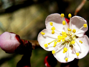 Останній тиждень календарної зими: якою буде погода 23 лютого – 1 березня