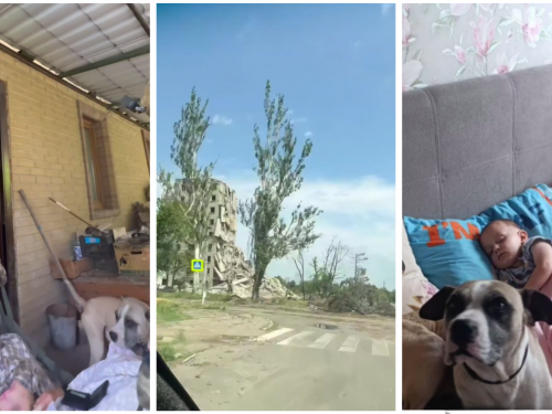 У Покровську пес два тижні не відходив від хворого господаря, який пережив інсульт: історія 